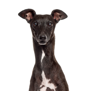 Petland Hoffman Estates, IL Italian Greyhound