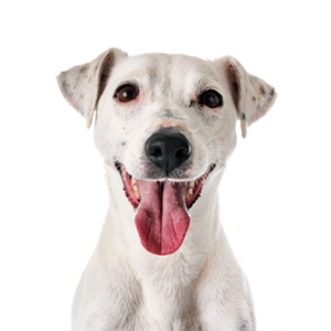 Petland Hoffman Estates, IL Jack Russell Terrier
