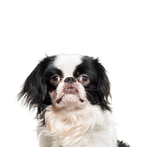 Petland Hoffman Estates, IL Japanese Chin