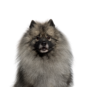 Petland Hoffman Estates, IL Keeshond