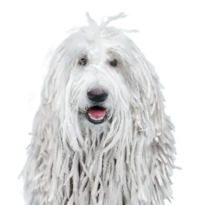 Petland Hoffman Estates, IL Komondor