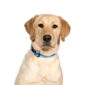 Petland Hoffman Estates, IL Labrador Retriever