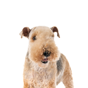 Petland Hoffman Estates, IL Lakeland Terrier