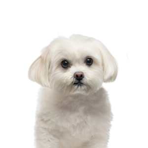Petland Hoffman Estates, IL Maltese