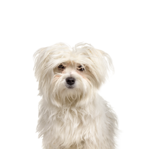 Petland Hoffman Estates, IL Maltipom