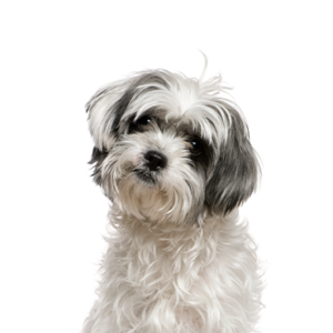 Petland Hoffman Estates, IL Malshi