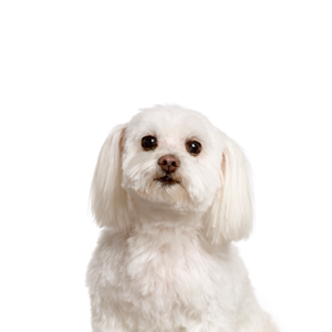 Petland Hoffman Estates, IL Maltichon