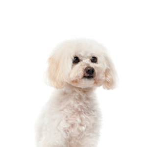 Petland Hoffman Estates, IL Maltipoo