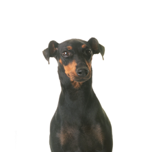 Petland Hoffman Estates, IL Manchester Terrier