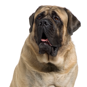 Petland Hoffman Estates, IL Mastiff
