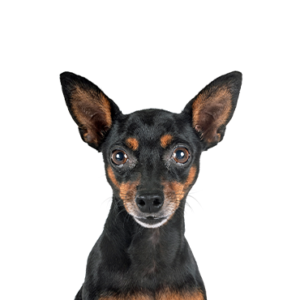 Petland Hoffman Estates, IL Miniature Pinscher