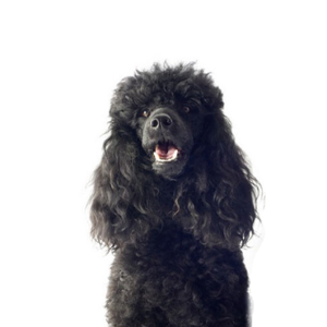 Petland Hoffman Estates, IL Miniature Poodle