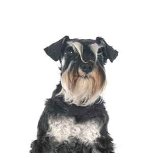 Petland Hoffman Estates, IL Miniature Schnauzer