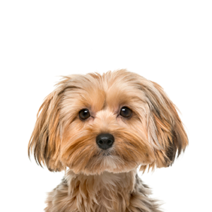 Petland Hoffman Estates, IL Morkie