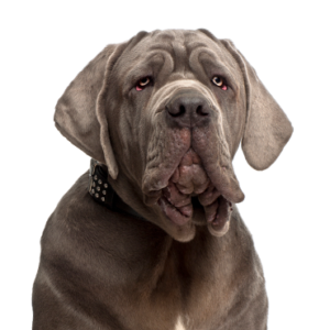 Petland Hoffman Estates, IL Neapolitan Mastiff