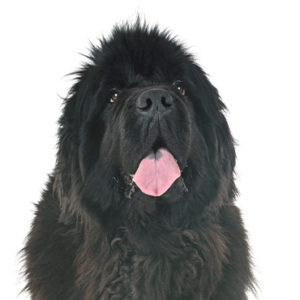 Petland Hoffman Estates, IL Newfoundland