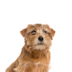 Petland Hoffman Estates, IL Norfolk Terrier