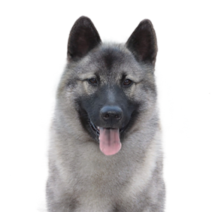 Petland Hoffman Estates, IL Norwegian Elkhound