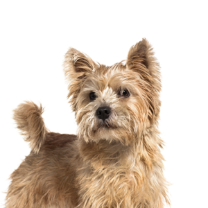 Petland Hoffman Estates, IL Norwich Terrier