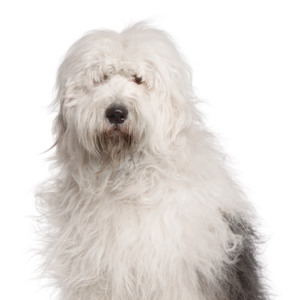 Petland Hoffman Estates, IL Old English Sheepdog