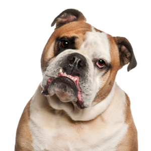 Petland Hoffman Estates, IL Olde English Bulldogge