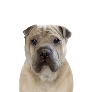 Petland Hoffman Estates, IL Ori Pei