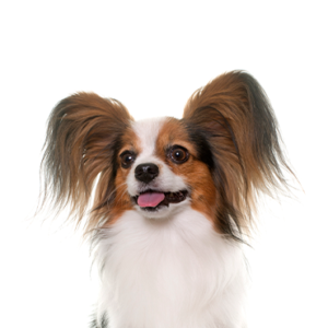 Petland Hoffman Estates, IL Papillon