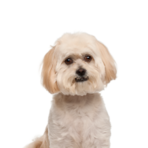 Petland Hoffman Estates, IL Peekapoo