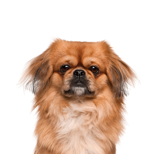 Petland Hoffman Estates, IL Pekingese
