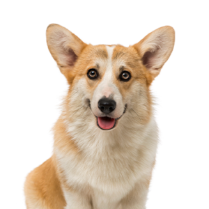 Petland Hoffman Estates, IL Pembroke Welsh Corgi