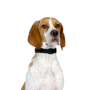 Petland Hoffman Estates, IL Pointer