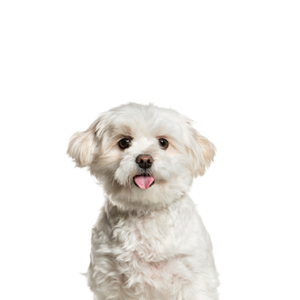 Petland Hoffman Estates, IL Pomapoo