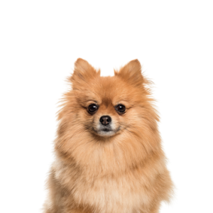 Petland Hoffman Estates, IL Pomeranian