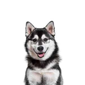Petland Hoffman Estates, IL Pomsky