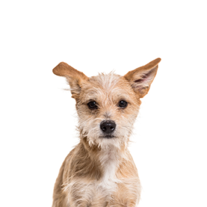 Petland Hoffman Estates, IL Chipoo
