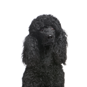 Petland Hoffman Estates, IL Poodle
