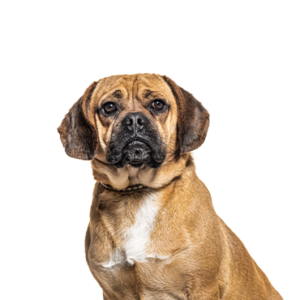 Petland Hoffman Estates, IL Puggle