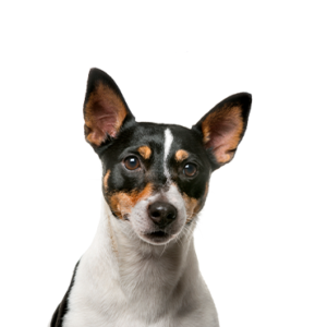 Petland Hoffman Estates, IL Rat Terrier