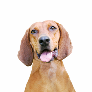 Petland Hoffman Estates, IL Redbone Coonhound