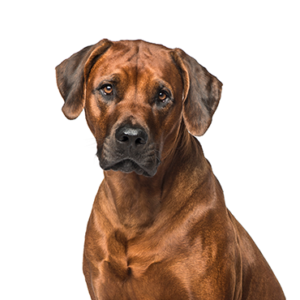 Petland Hoffman Estates, IL Rhodesian Ridgeback