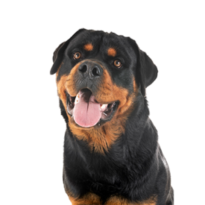 Petland Hoffman Estates, IL Rottweiler