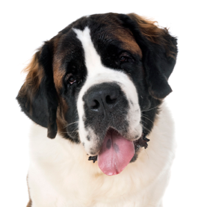 Petland Hoffman Estates, IL Saint Bernard