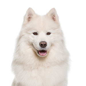 Petland Hoffman Estates, IL Samoyed