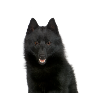 Petland Hoffman Estates, IL Schipperke