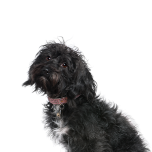 Petland Hoffman Estates, IL Schnoodle