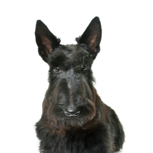 Petland Hoffman Estates, IL Scottish Terrier