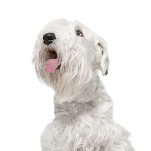 Petland Hoffman Estates, IL Sealyham Terrier