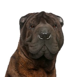 Petland Hoffman Estates, IL Shar-Pei