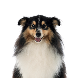 Petland Hoffman Estates, IL Shetland Sheepdog