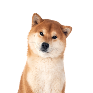 Petland Hoffman Estates, IL Shiba Inu